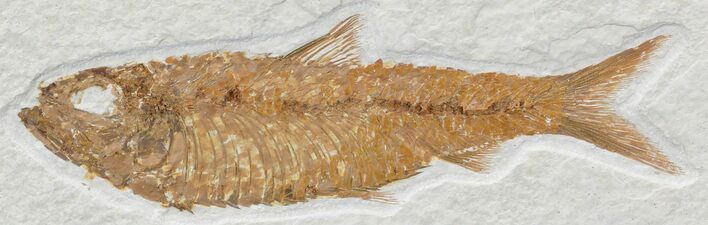 Knightia Fossil Fish - Wyoming #32925